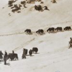 Oversteek met yaks van Khardung La links met witte hoed Jenny – 1922